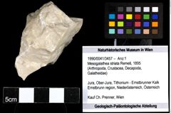 Foto (Objekt + Etiketten) von Mesogalathea striata (Remeš, 1895) 